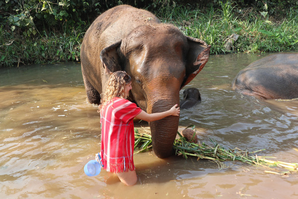 Bamboo Elephant Family Care