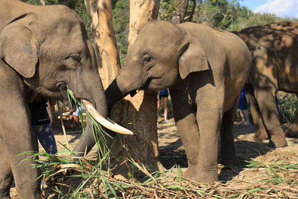 Living Green Elephant Sanctuary 